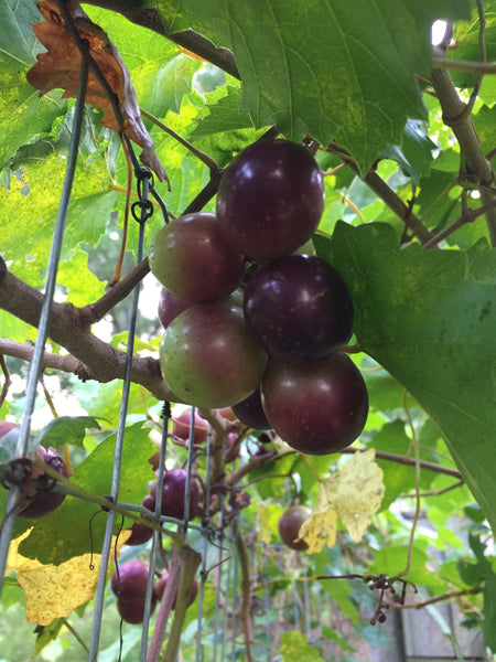 How to make Muscadine Wine